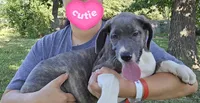Buffy, a female Great Dane for sale in Buena, NJ – 4 of 10