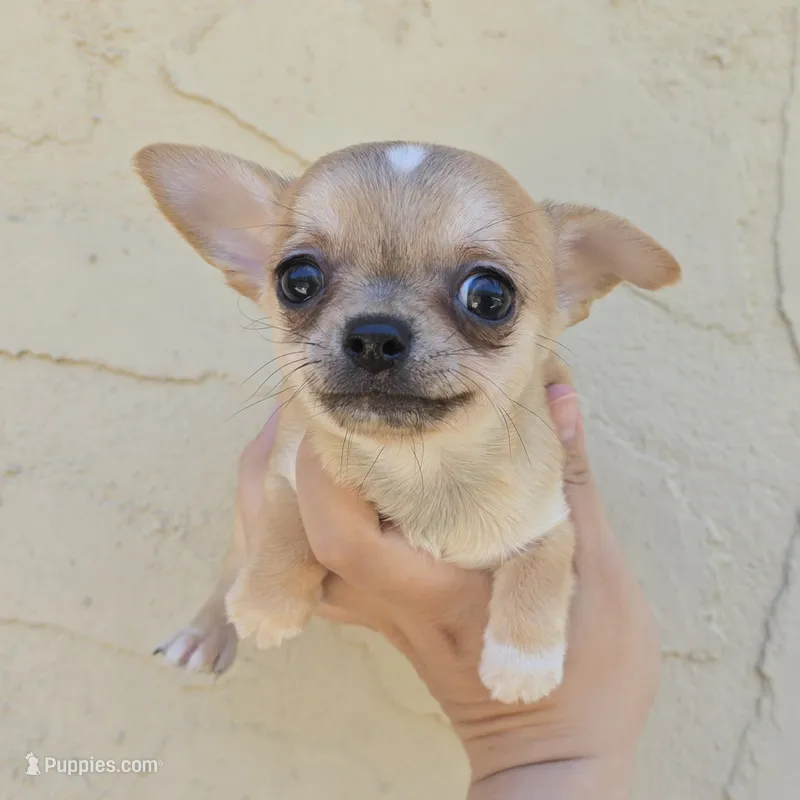 Sable m – Chihuahua puppy for sale in Buena, NJ