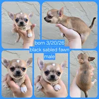 Sable m, a male Chihuahua for sale in Buena, NJ – 7 of 10