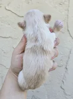 Fawn 1, a male Chihuahua for sale in Buena, NJ – 3 of 3