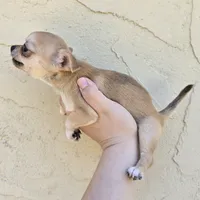 Sable m, a male Chihuahua for sale in Buena, NJ – 5 of 10