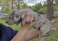 Lady Jaye, a female Great Dane for sale in Buena, NJ – 2 of 6