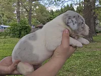 Magnum, a male Great Dane for sale in Buena, NJ – 3 of 6