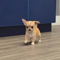 Sable m, a male Chihuahua for sale in Buena, NJ – 2 of 10