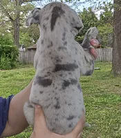 Lady Jaye, a female Great Dane for sale in Buena, NJ – 4 of 6