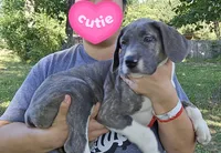 Buffy, a female Great Dane for sale in Buena, NJ – 3 of 10