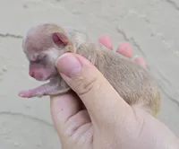 Fawn merle, a female Chihuahua for sale in Buena, NJ – Photo 2 of 4
