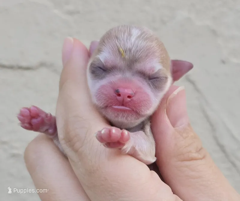 Fawn merle – Chihuahua puppy for sale in Buena, NJ