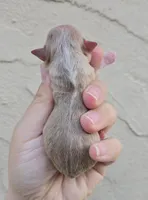 Fawn merle, a female Chihuahua for sale in Buena, NJ – Photo 3 of 4