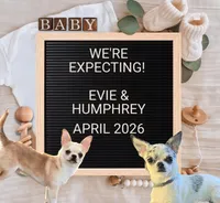 Fawn merle, a female Chihuahua for sale in Buena, NJ – Photo 4 of 4