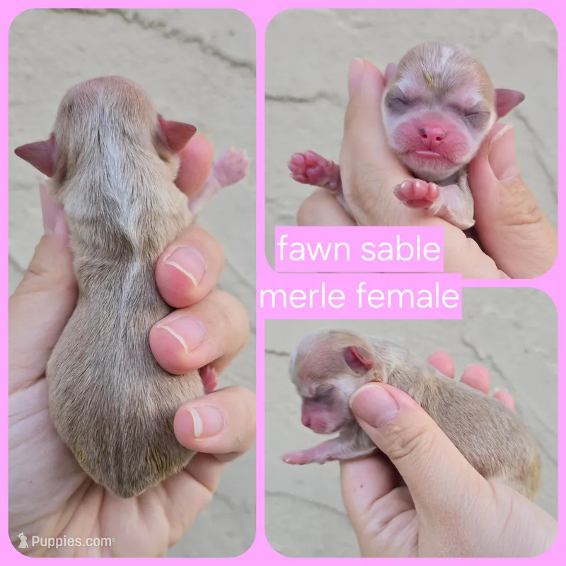 Fawn merle – Chihuahua puppy on hold in Buena, NJ