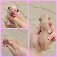 Fawny, a female Chihuahua for sale in Buena, NJ – 5 of 5