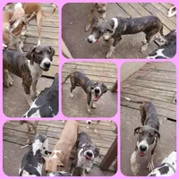 Red, a female Great Dane for sale in Buena, NJ – Photo 2 of 10