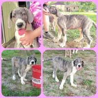 Red, a female Great Dane for sale in Buena, NJ – Photo 3 of 10