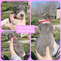 Red, a female Great Dane for sale in Buena, NJ – Photo 7 of 10