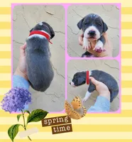 Red, a female Great Dane for sale in Buena, NJ – Photo 9 of 10