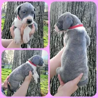 Red, a female Great Dane for sale in Buena, NJ – Photo 8 of 10