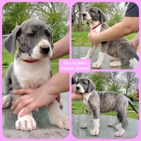 Red, a female Great Dane for sale in Buena, NJ – Photo 4 of 10