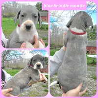 Red, a female Great Dane for sale in Buena, NJ – Photo 6 of 10