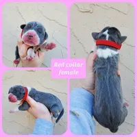 Red, a female Great Dane for sale in Buena, NJ – Photo 10 of 10