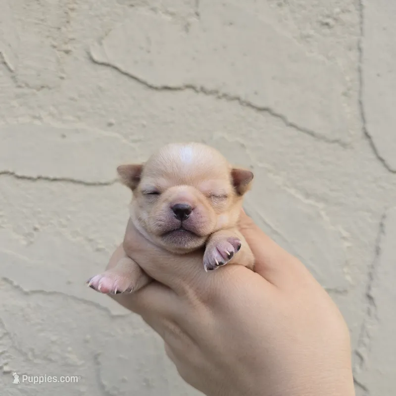 Fawny – Chihuahua puppy for sale in Buena, NJ