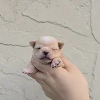 Fawny, a female Chihuahua for sale in Buena, NJ – 1 of 5