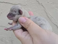 Blue merle, a female Chihuahua for sale in Buena, NJ – Photo 2 of 4