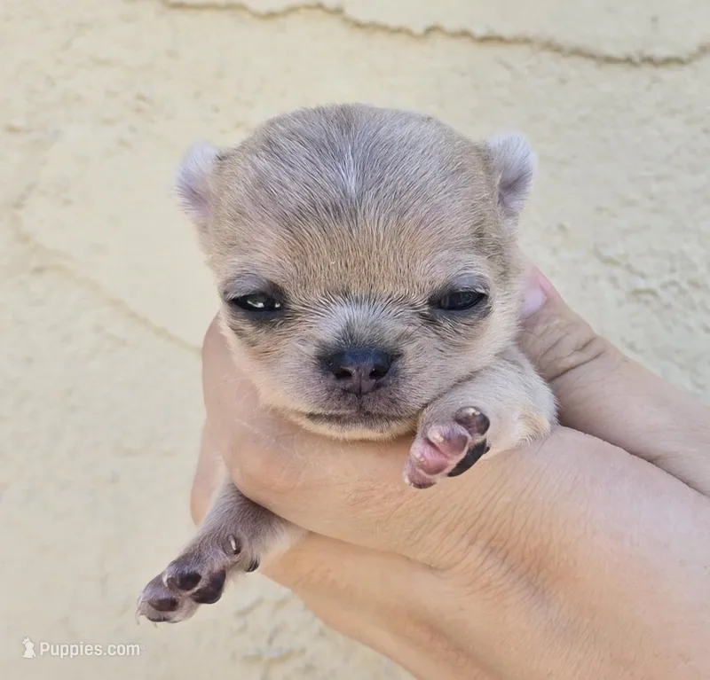 Blue merle – Chihuahua puppy for sale in Buena, NJ
