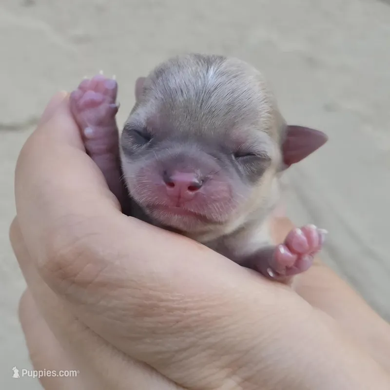 Blue merle – Chihuahua puppy for sale in Buena, NJ