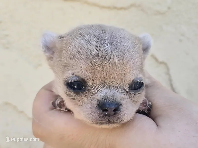 Blue merle – Chihuahua puppy for sale in Buena, NJ