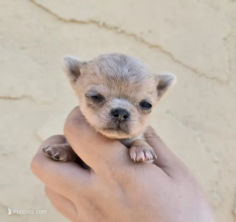 Blue merle – Chihuahua puppy for sale in Buena, NJ
