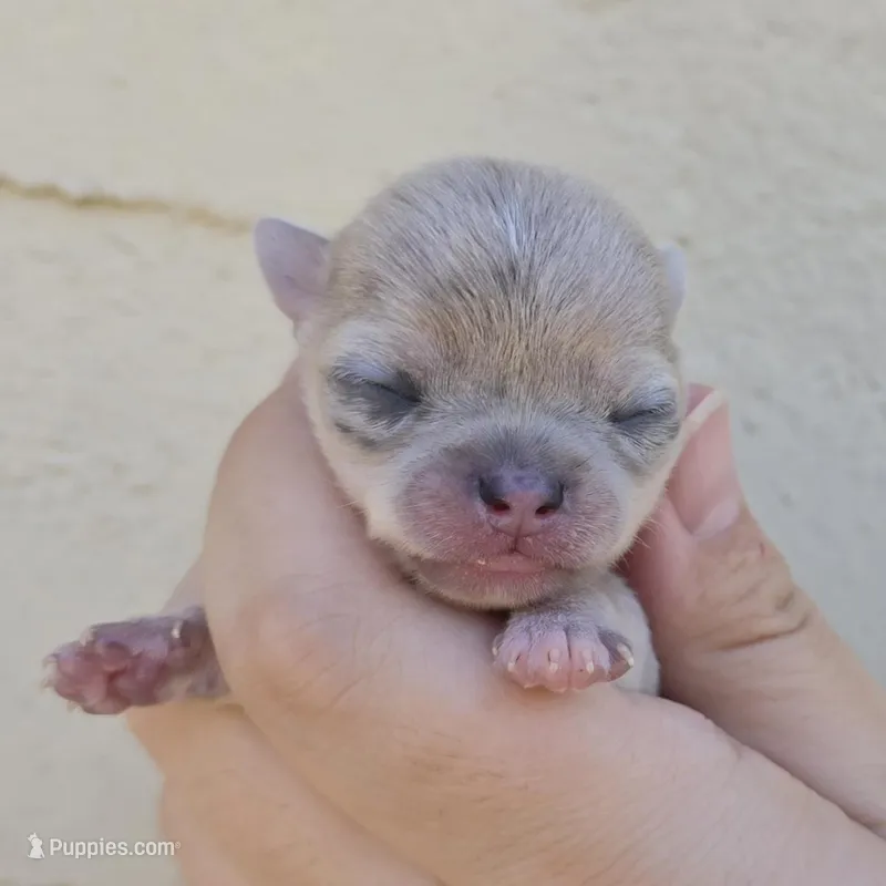 Blue merle – Chihuahua puppy for sale in Buena, NJ