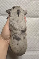 Blue merle 2, a female Great Dane for sale in Buena, NJ – Photo 3 of 3