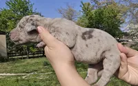Blue merle 2, a female Great Dane for sale in Buena, NJ – Photo 2 of 5
