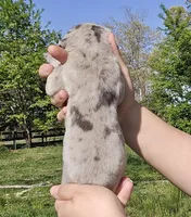 Blue merle 2, a female Great Dane for sale in Buena, NJ – Photo 4 of 5