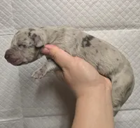 Blue merle 2, a female Great Dane for sale in Buena, NJ – Photo 2 of 3