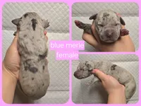 Blue merle 2, a female Great Dane for sale in Buena, NJ – Photo 5 of 5