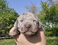Blue merle 2, a female Great Dane for sale in Buena, NJ – Photo 1 of 5