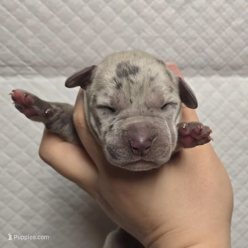 Blue merle 2 – Great Dane puppy for sale in Buena, NJ