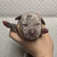 Blue merle 2, a female Great Dane for sale in Buena, NJ – Photo 1 of 3