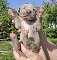 Blue merle 2, a female Great Dane for sale in Buena, NJ – Photo 3 of 5