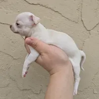 White, a female Chihuahua for sale in Buena, NJ – Photo 2 of 6