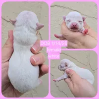 White, a female Chihuahua for sale in Buena, NJ – Photo 5 of 6