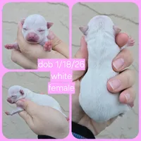 White, a female Chihuahua for sale in Buena, NJ – Photo 6 of 6