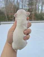 processed/58ac992e-3585-4042-8a8c-ab43c3dfffbb/listing/77c8edb4-26d5-469c-8b15-35161d1bafd8/796c6f55-d199-498f-bfff-50e6e29af2a4