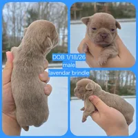 Lav brindle, a male Chihuahua for sale in Buena, NJ – Photo 4 of 6