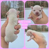 White, a female Chihuahua for sale in Buena, NJ – Photo 4 of 6
