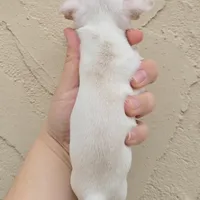 White, a female Chihuahua for sale in Buena, NJ – Photo 3 of 6