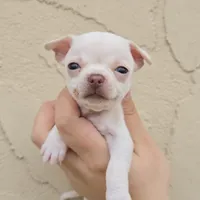 White, a female Chihuahua for sale in Buena, NJ – Photo 1 of 6