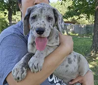 Scully, a female Great Dane for sale in Buena, NJ – 4 of 10
